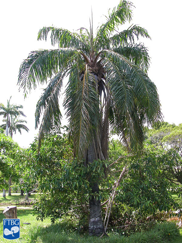   Elaeis guineensis  habit. Photograph courtesy of Fairchild Tropical Botanical Garden, Guide to Palms  http://palmguide.org/index.php  