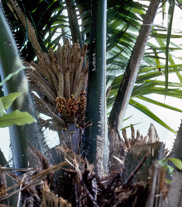   Elaeis guineensis  inflorescence 