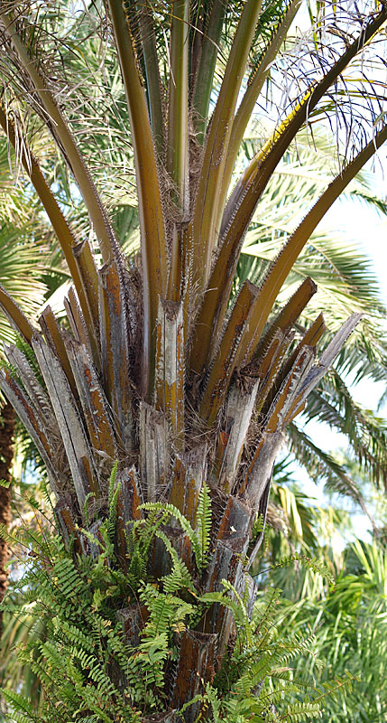   Elaeis guineensis  petioles 
