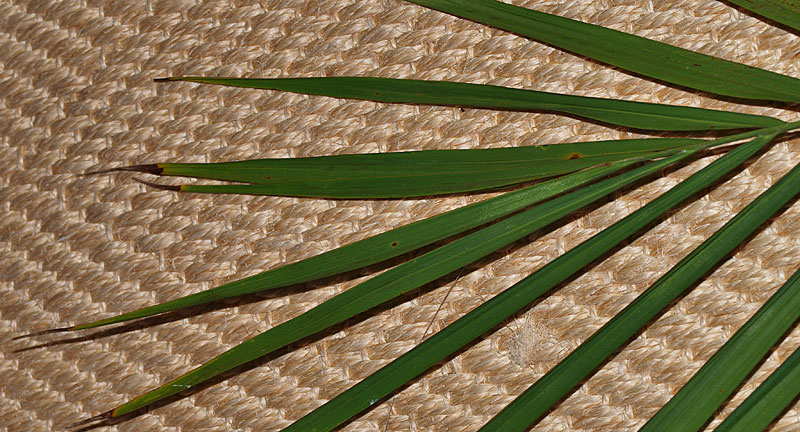   Elaeis guineensis  leaflet tips 