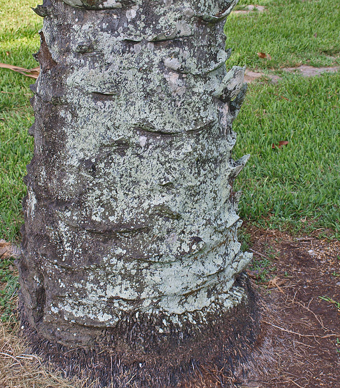  Elaeis guineensis  base of stem 