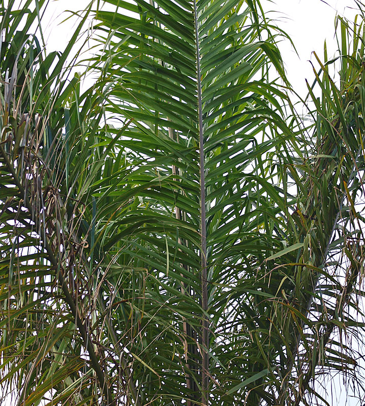   Elaeis guineensis  leaves of young palm 