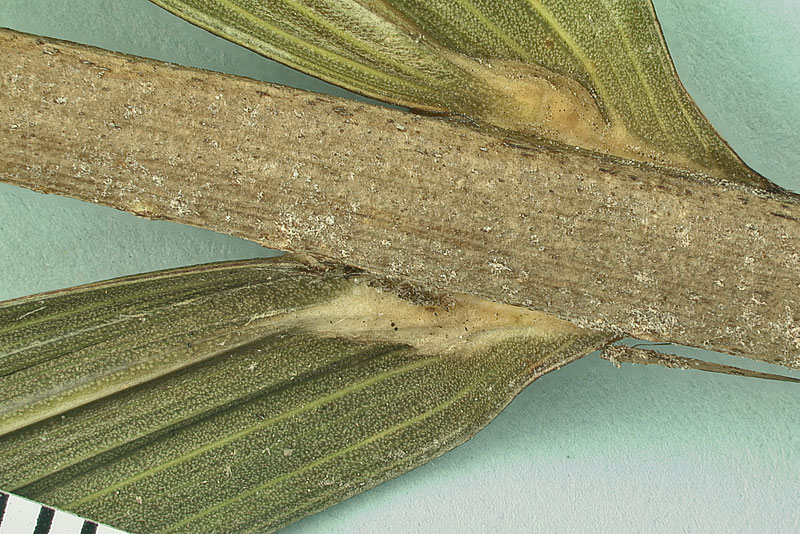   Elaeis guineensis  close view leaflet attachment to rachis (mm scale) 