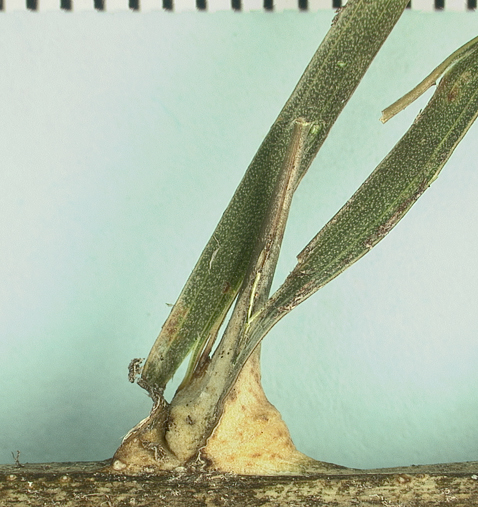   Elaeis guineensis  spine arising from leaflet midrib (mm scale) 