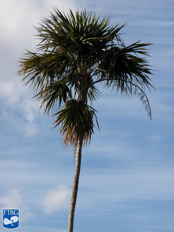   Thrinax radiata  habit. Photograph courtesy of Fairchild Tropical Botanical Garden, Guide to Palms  http://palmguide.org/index.php  