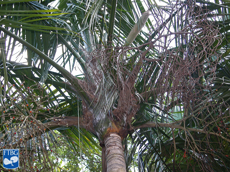   Heterospathe elata  canopy with petiole fibers. Photograph courtesy of Fairchild Tropical Botanical Garden, Guide to Palms  http://palmguide.org/index.php  