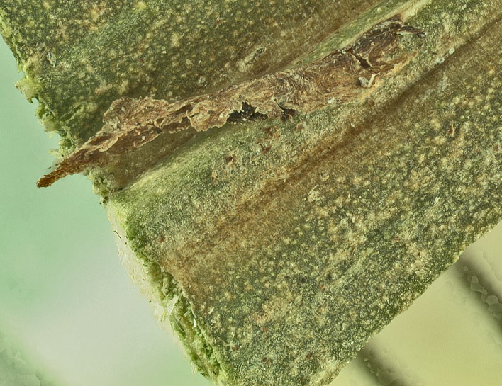   Heterospathe elata  abaxial leaflet surface with close view of ramenta 