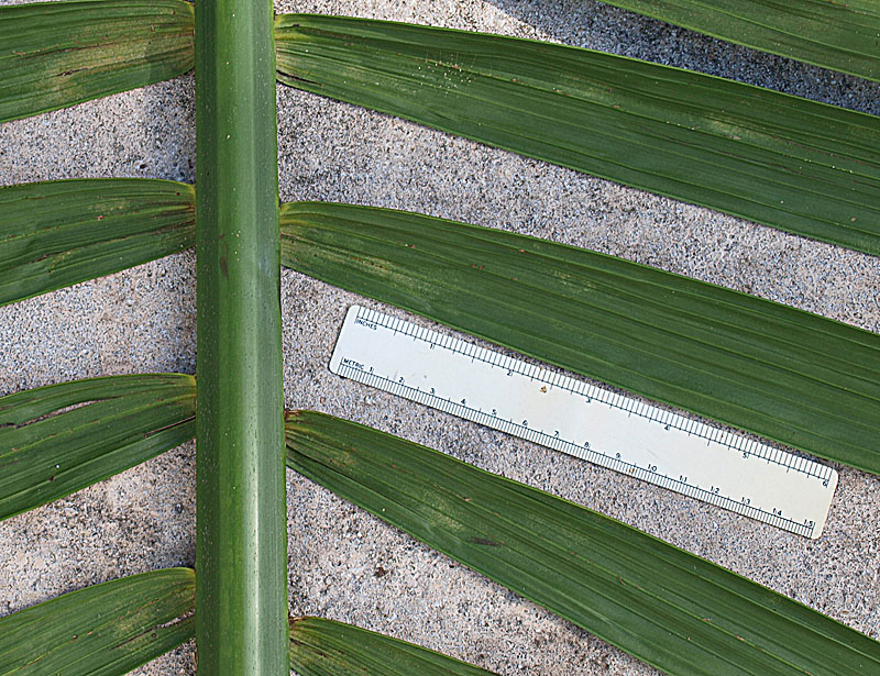   Heterospathe elata  abaxial rachis and leaflet attachment 