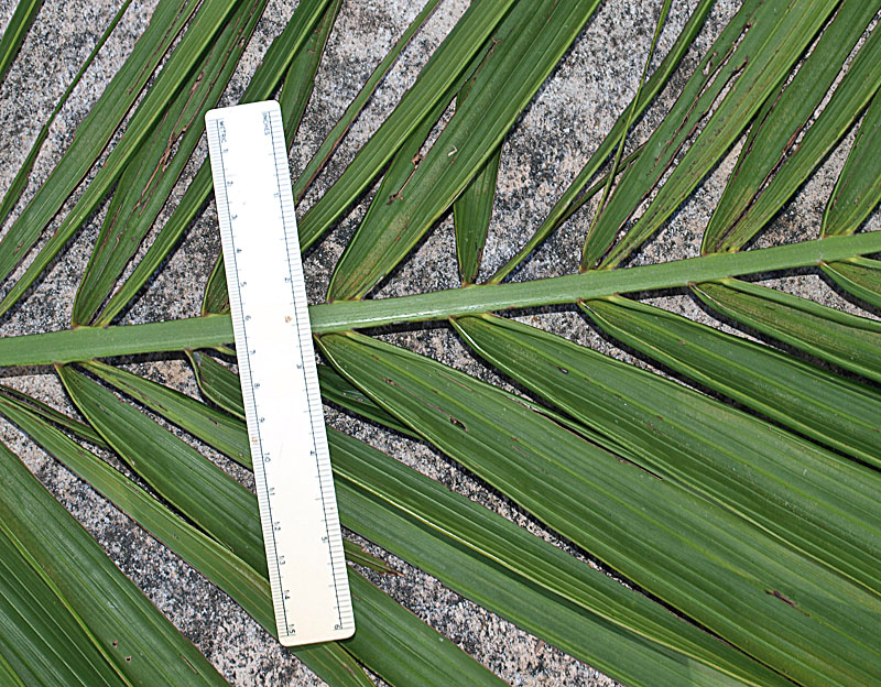   Heterospathe elata  abaxial rachis and leaflet attachment 