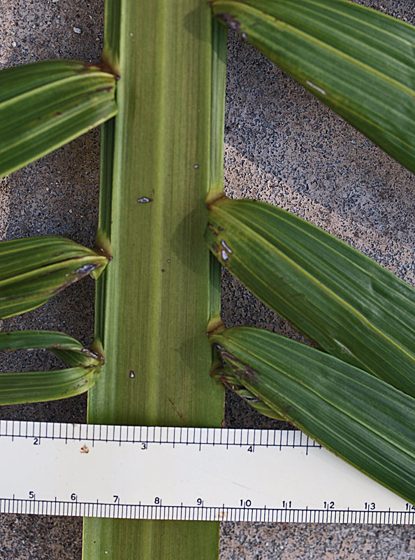   Heterospathe elata  adaxial rachis and leaflet attachment 