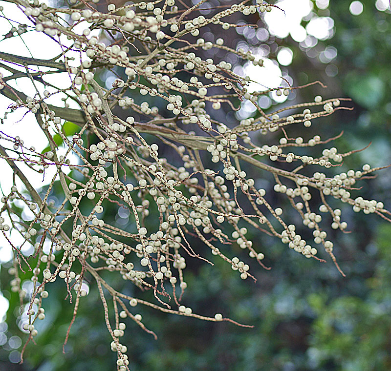  Heterospathe elata  fruit 