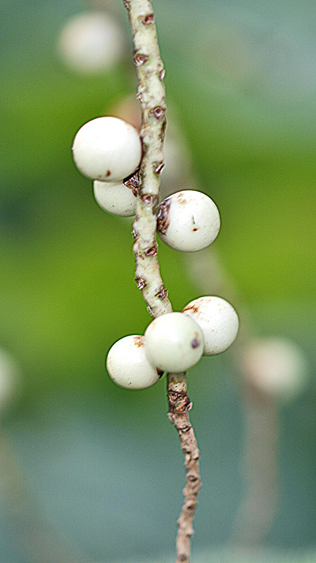   Heterospathe elata  close view of fruit 