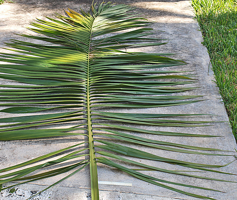   Heterospathe elata  leaf 