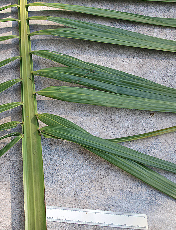   Heterospathe elata  adaxial rachis and basal leaflets 