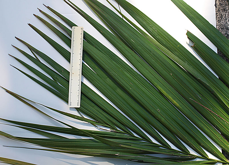   Heterospathe elata  leaf tip 