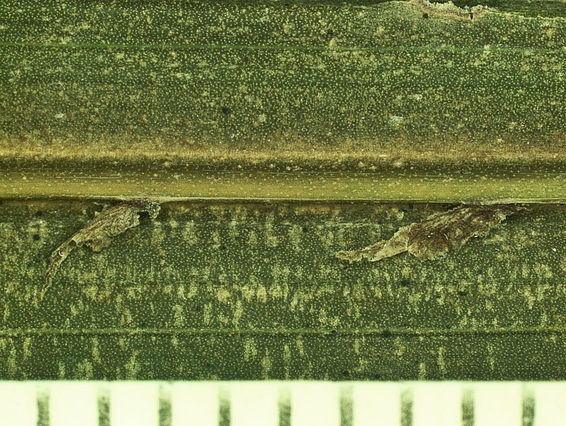   Heterospathe elata  abaxial leaflet surface with midrib and ramenta 