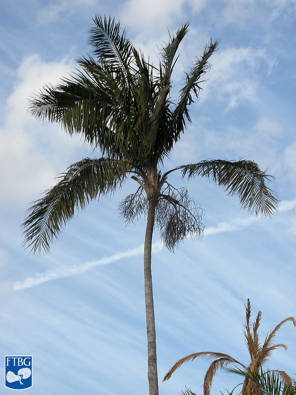   Heterospathe elata  with old inflorescences. Photograph courtesy of Fairchild Tropical Botanical Garden, Guide to Palms  http://palmguide.org/index.php  