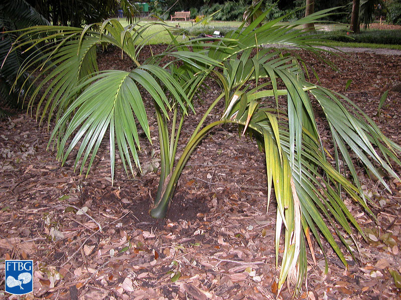  Howea belmoreana  young palm. Photograph courtesy of Fairchild Tropical Botanical Garden, Guide to Palms  http://palmguide.org/index.php  