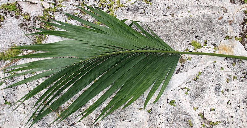   Howea belmoreana  leaf lower surface 