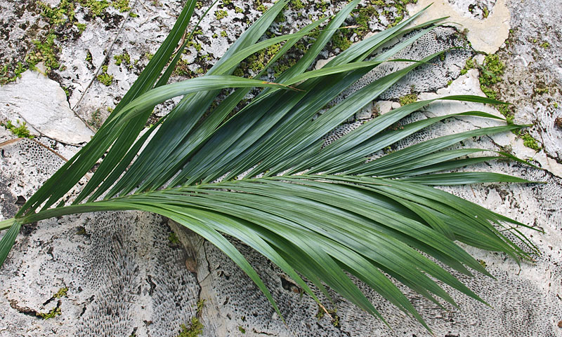   Howea belmoreana  leaf upper surface 