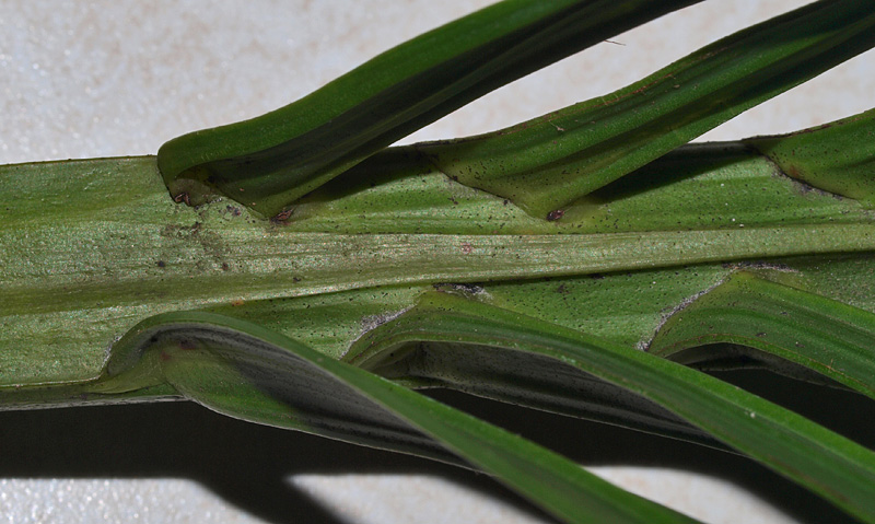   Howea belmoreana  basal leaflet attachment 
