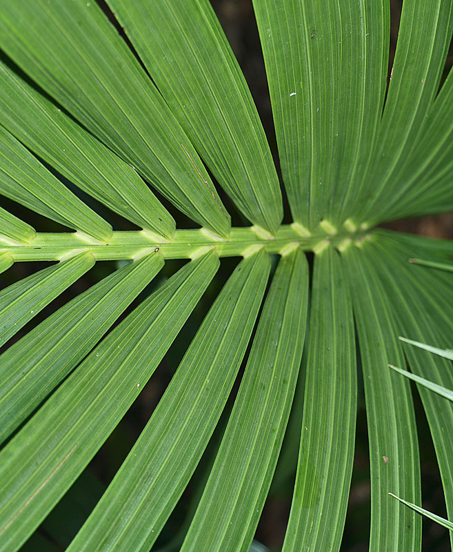   Howea belmoreana  rachis 