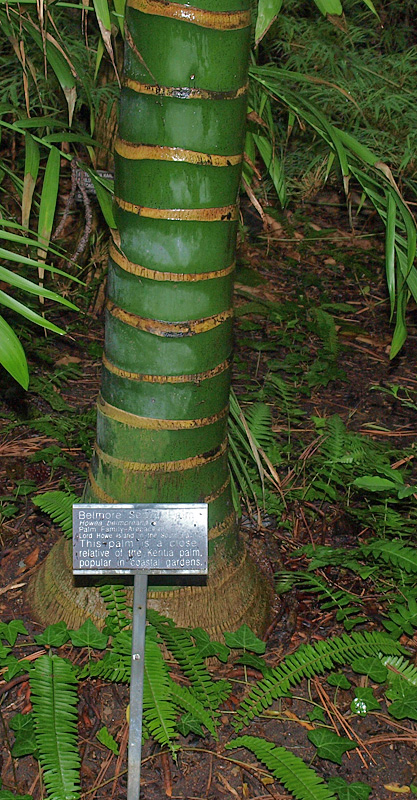   Howea belmoreana  young stem with leaf scars 