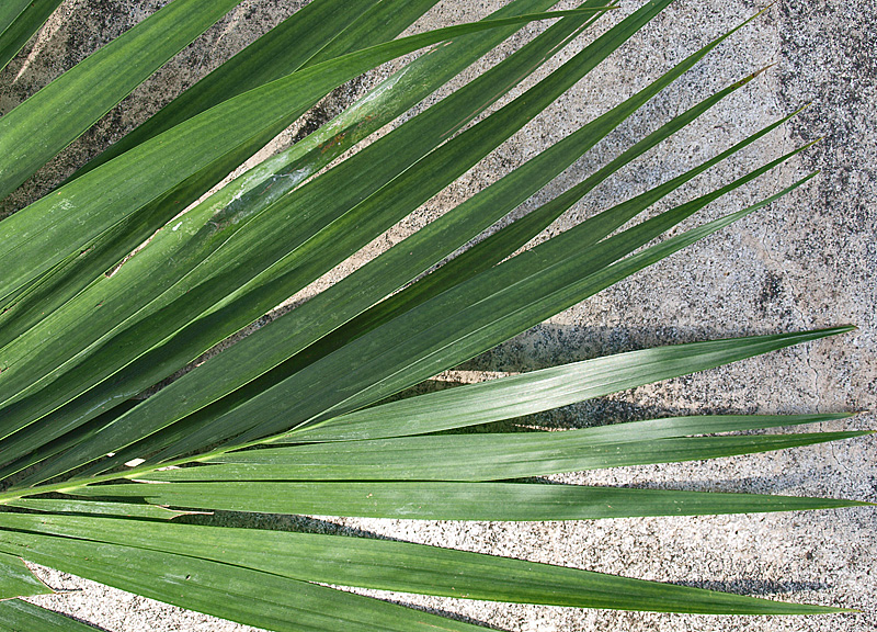   Howea belmoreana  leaflet tips 