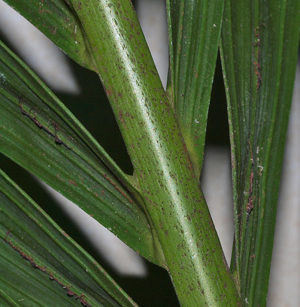   Howea belmoreana  rachis and tan ramenta on leaflet under surface 
