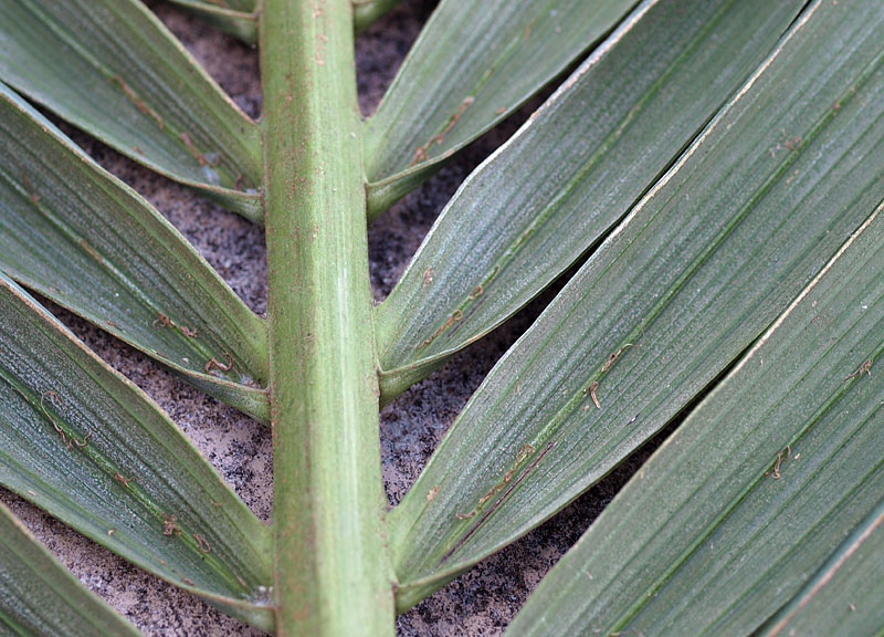   Howea forsteriana  undersurface of leaf with rachis and pale green leaflets attached; ramenta along midrib 