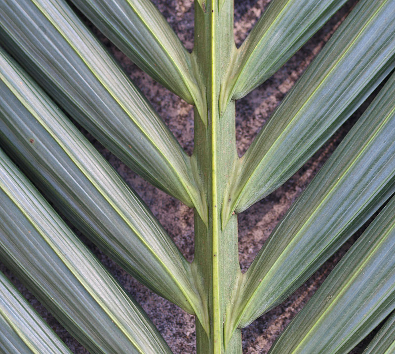   Howea forsteriana  leaf rachis with leaflets showing midribs and prominent secondary veins 