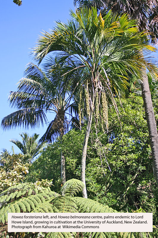  Howea forsteriana  left, and  Howea belmoreana  center, with pendulous inflorescence spikes. Photograph courtesy of Kahuroa. Retrieved from 