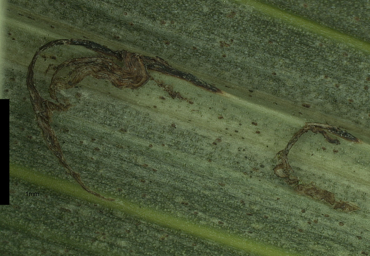   Howea belmoreana  close view of tan ramenta on leaflet under surface (mm scale) 