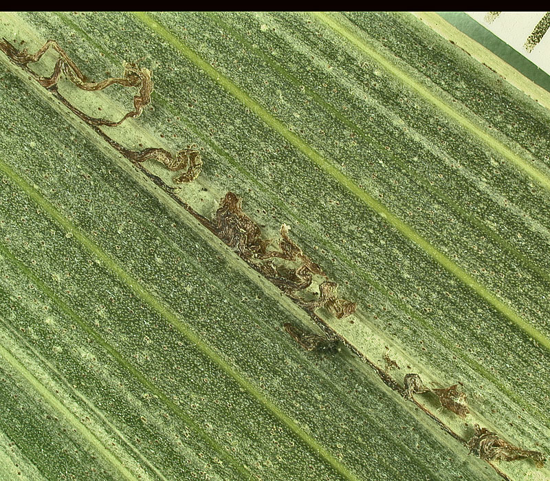   Howea belmoreana  tan ramenta on leaflet under surface (mm scale) 