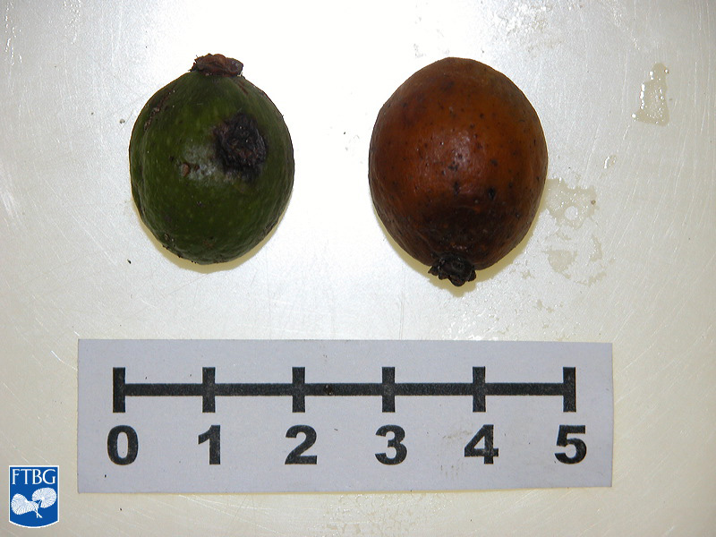   Hyophorbe lagenicaulis  closer view of fruit. Photograph courtesy of Fairchild Tropical Botanical Garden, Guide to Palms  http://palmguide.org/index.php  