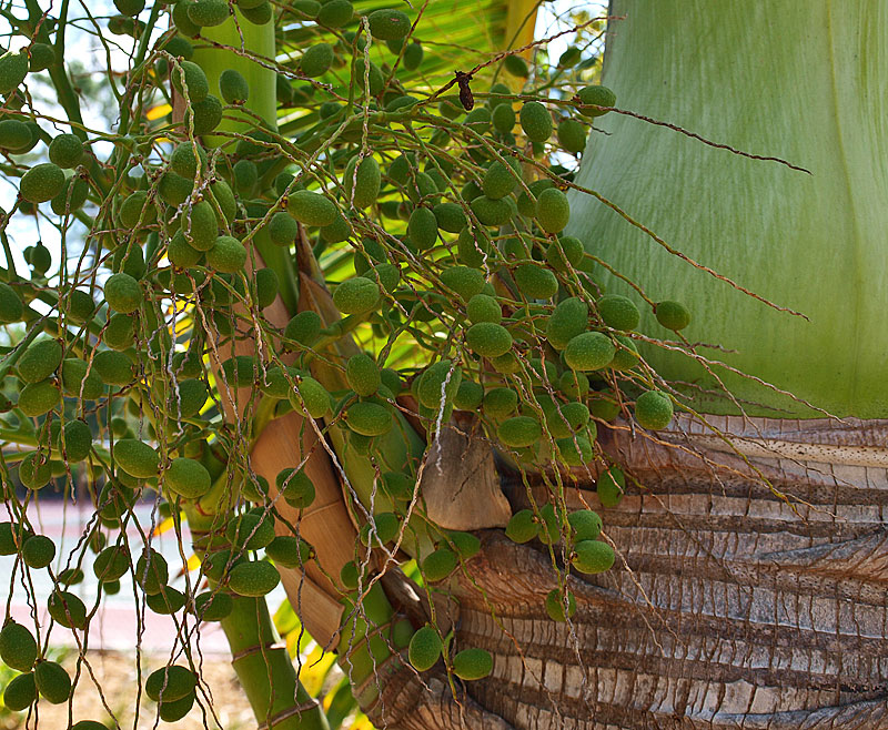   Hyophorbe lagenicaulis  stem, crownshaft and immature fruit 