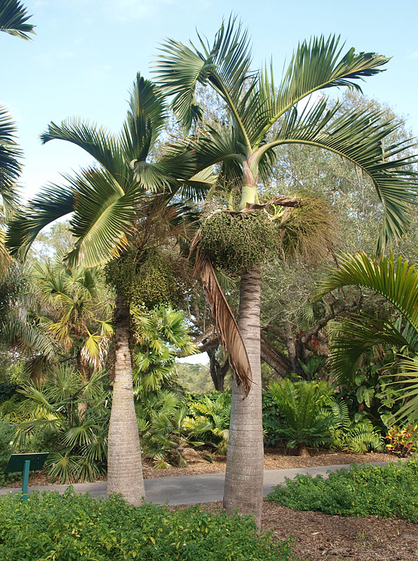   Hyophorbe lagenicaulis  habit 