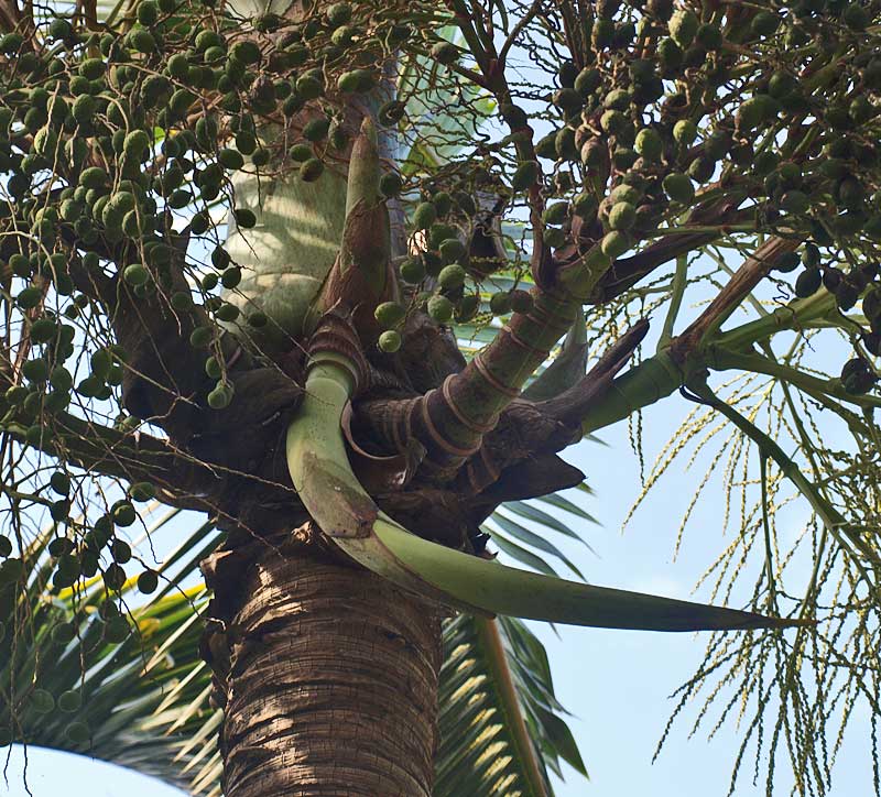   Hyophorbe lagenicaulis  stem with horn-shaped inflorescence buds and immature fruit 