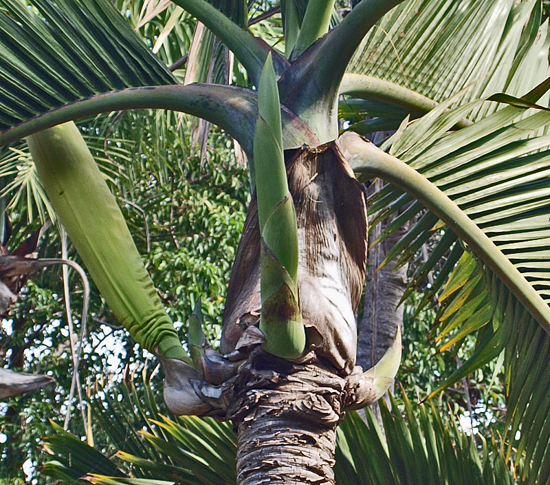  Hyophorbe lagenicaulis  stem with horn-shaped inflorescence buds 