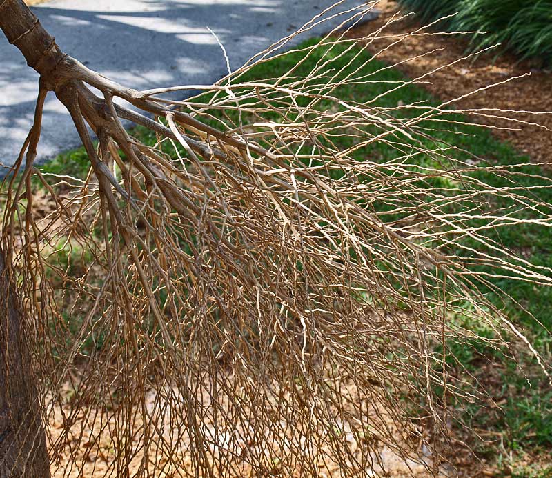  Hyophorbe lagenicaulis  inflorescence branches 