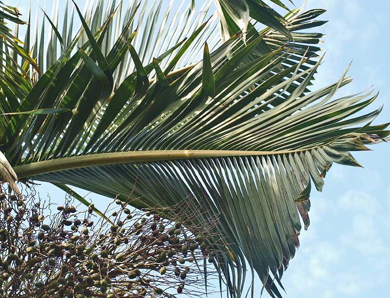   Hyophorbe lagenicaulis  leaf 