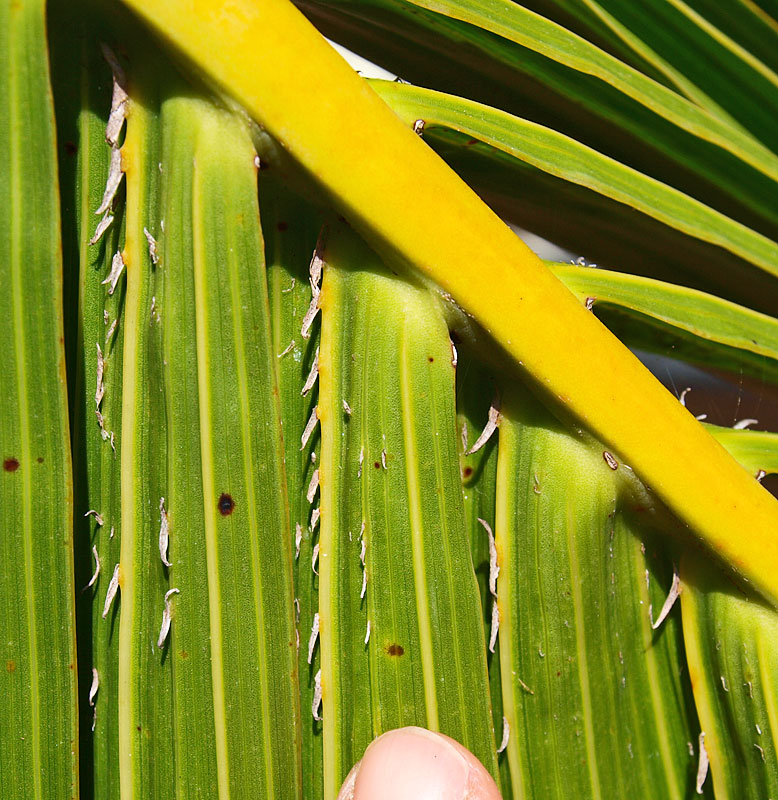   Hyophorbe lagenicaulis  leaflets with ramenta on midribs and sceondary ribs 