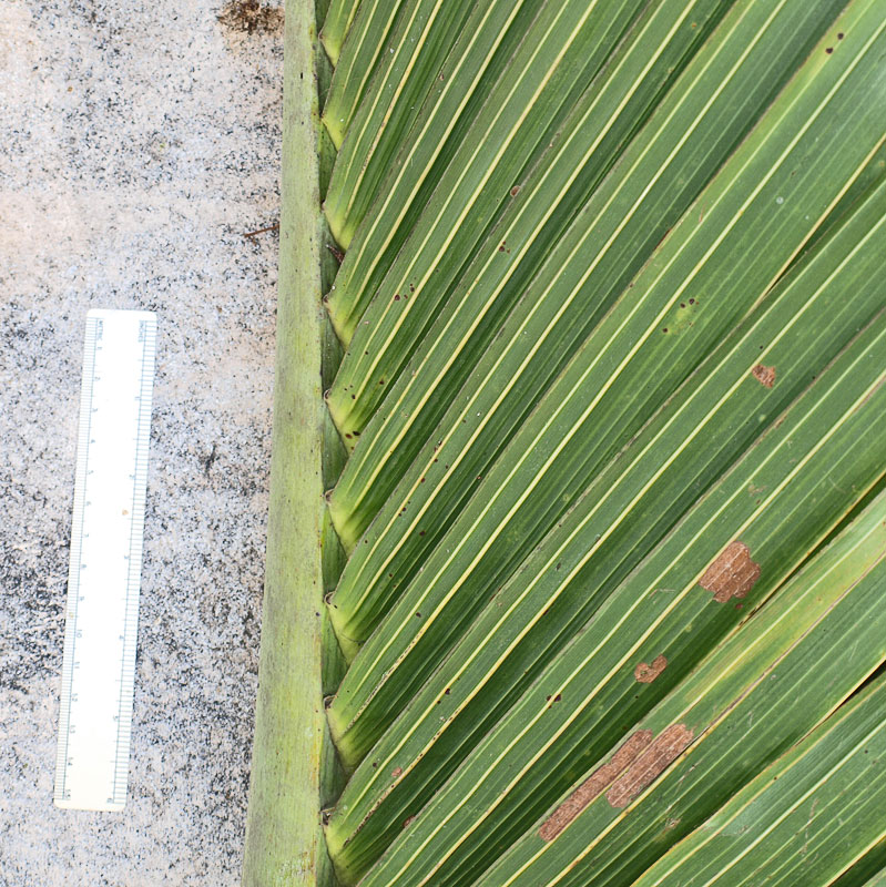   Hyophorbe lagenicaulis  leaflets, held in a V-shape 