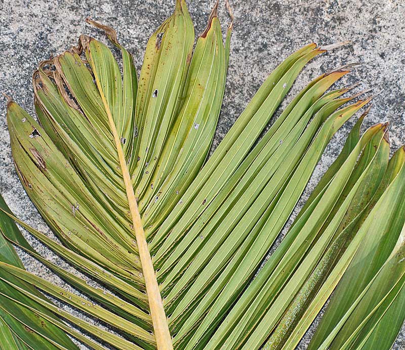   Hyophorbe lagenicaulis  leaf tip, underside 