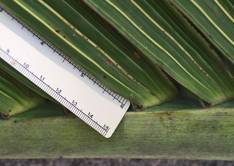   Hyophorbe lagenicaulis  leaflets, with midrib and secondary ribs 