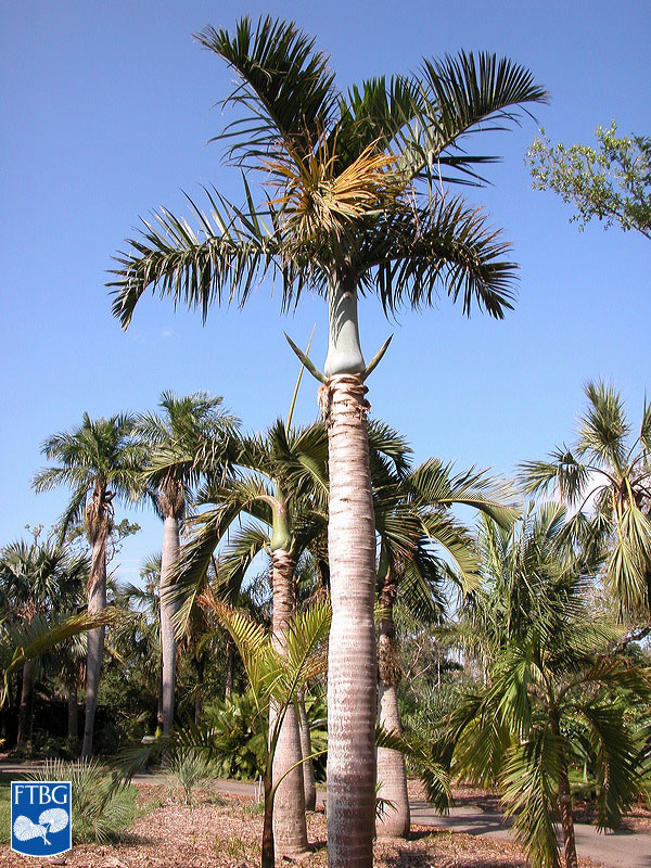   Hyophorbe verschaffeltii  habit. Photograph courtesy of Fairchild Tropical Botanical Garden, Guide to Palms  http://palmguide.org/index.php  
