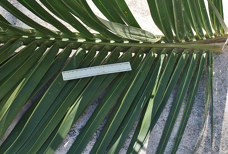   Hyophorbe verschaffeltii  basal leaflets 