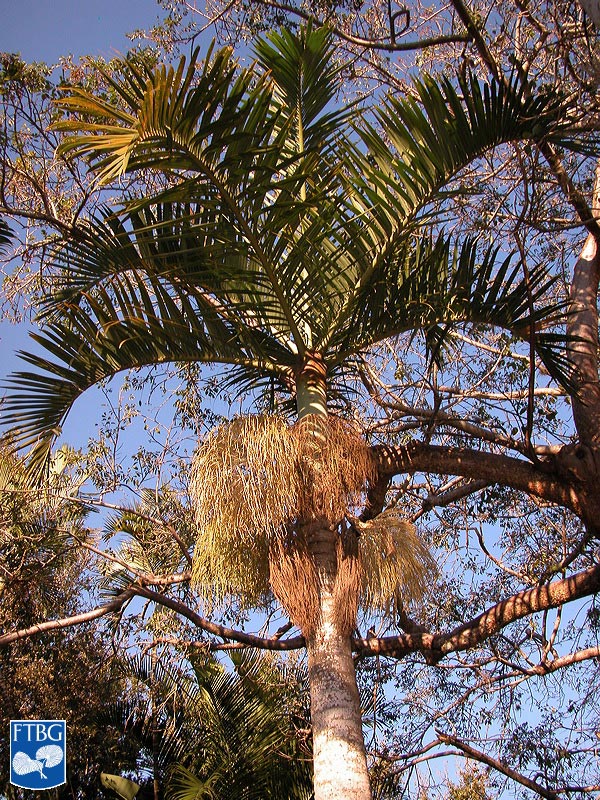   Hyophorbe verschaffeltii  canopy. Photograph courtesy of Fairchild Tropical Botanical Garden, Guide to Palms  http://palmguide.org/index.php  
