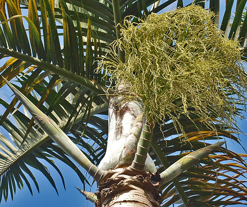   Hyophorbe verschaffeltii  inflorescence and horn-shaped inflorescence buds 