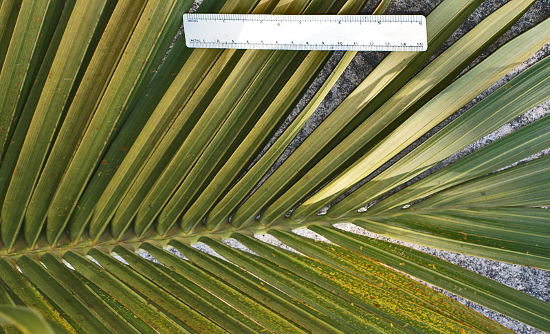   Hyophorbe verschaffeltii  upper surface of leaflets and rachis 